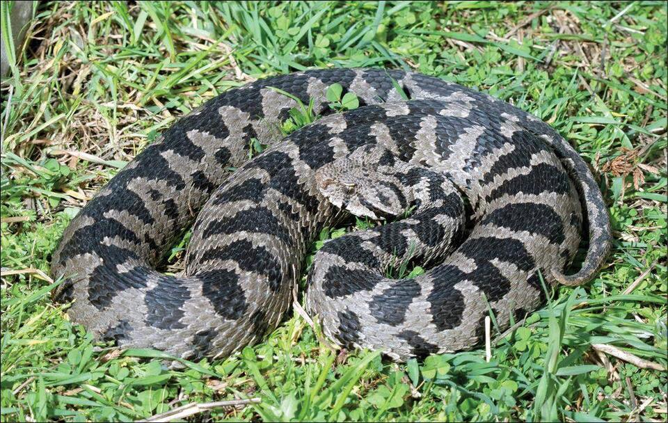 Venomous Vipers Crash the Greek Mountains