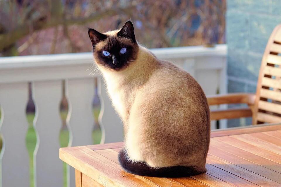 Cats That Bond Fast—Meet Your Furry Soulmate!