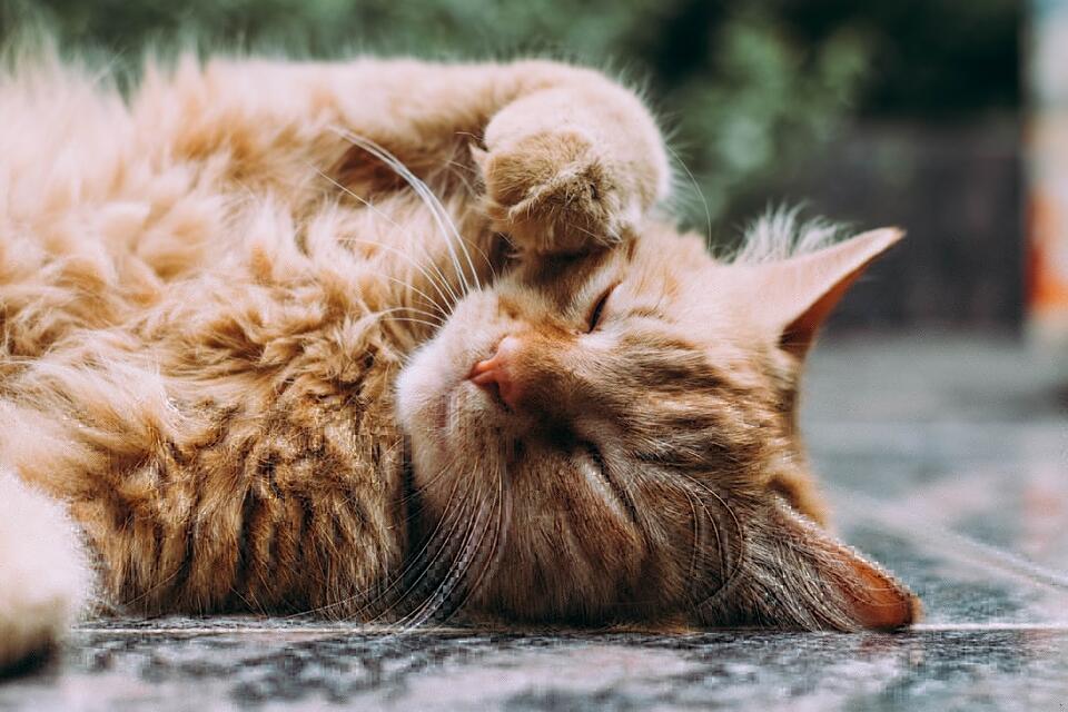 Cats That Bond Fast—Meet Your Furry Soulmate!