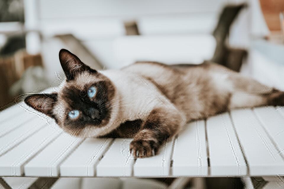 Cats That Bond Fast—Meet Your Furry Soulmate!