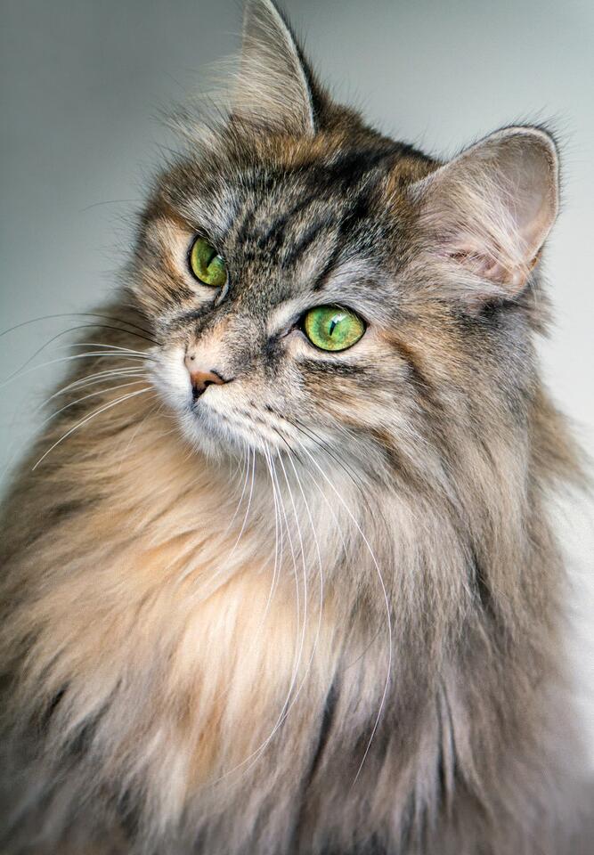 Cats That Bond Fast—Meet Your Furry Soulmate!