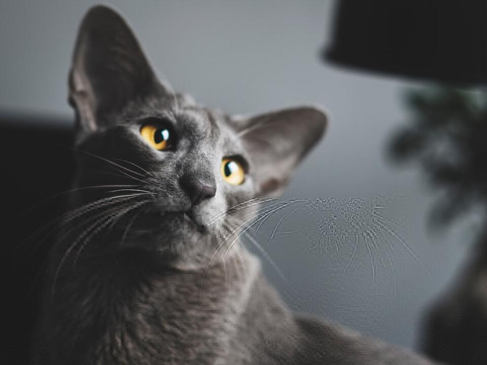 Cats That Bond Fast—Meet Your Furry Soulmate!
