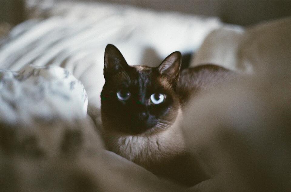 Cats That Bond Fast—Meet Your Furry Soulmate!