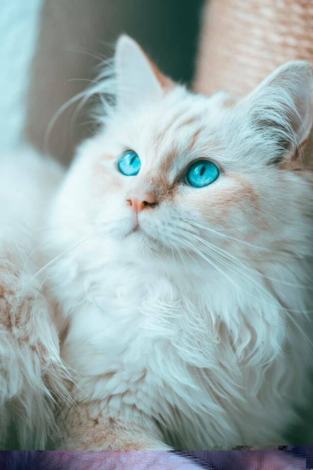 Cats That Bond Fast—Meet Your Furry Soulmate!