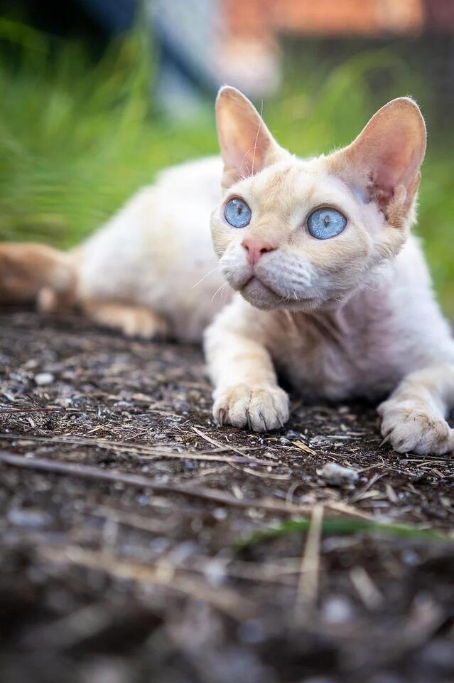 Cats That Bond Fast—Meet Your Furry Soulmate!