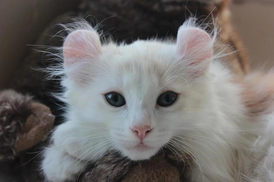Cats That Bond Fast—Meet Your Furry Soulmate!