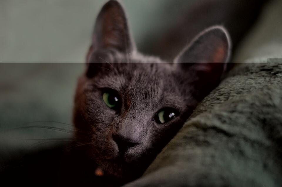 Cats That Bond Fast—Meet Your Furry Soulmate!