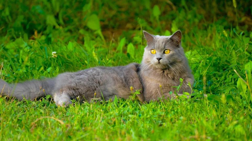 Cats That Bond Fast—Meet Your Furry Soulmate!