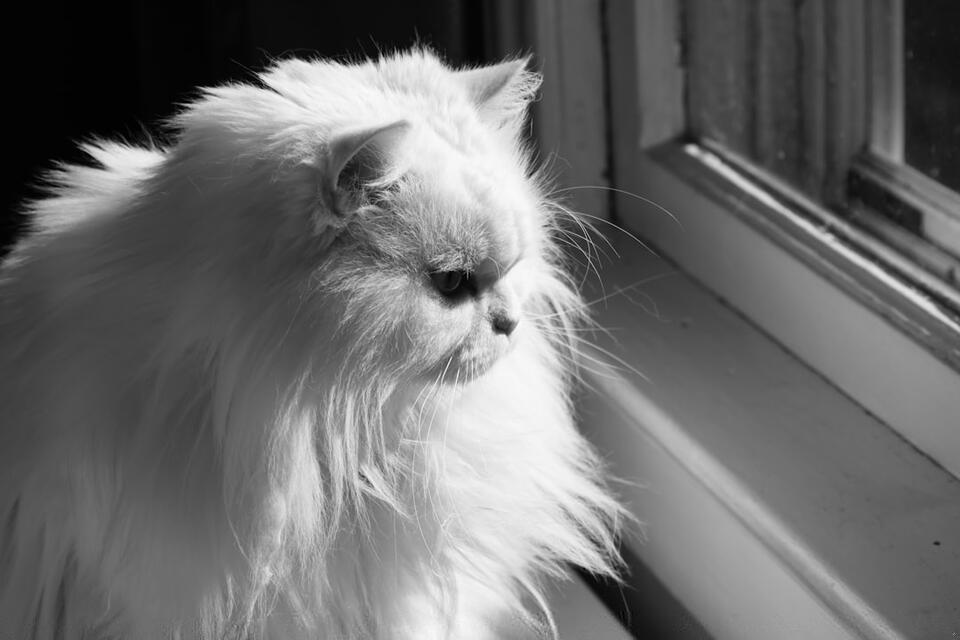 Cats That Bond Fast—Meet Your Furry Soulmate!