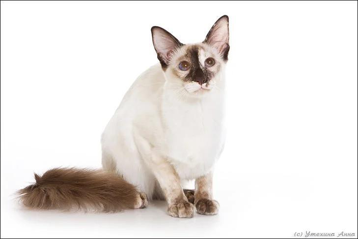 Cats That Bond Fast—Meet Your Furry Soulmate!