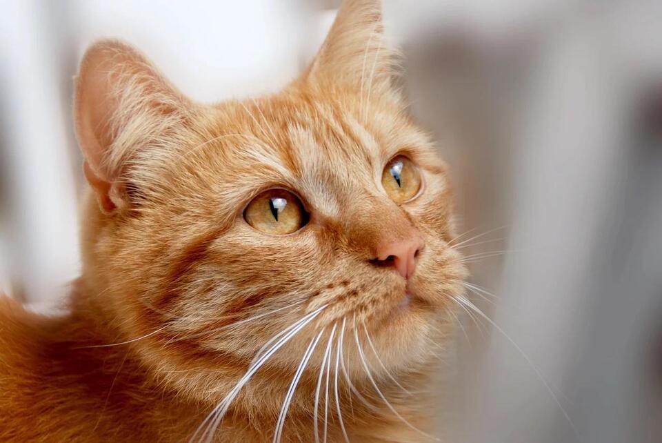 Cats That Bond Fast—Meet Your Furry Soulmate!