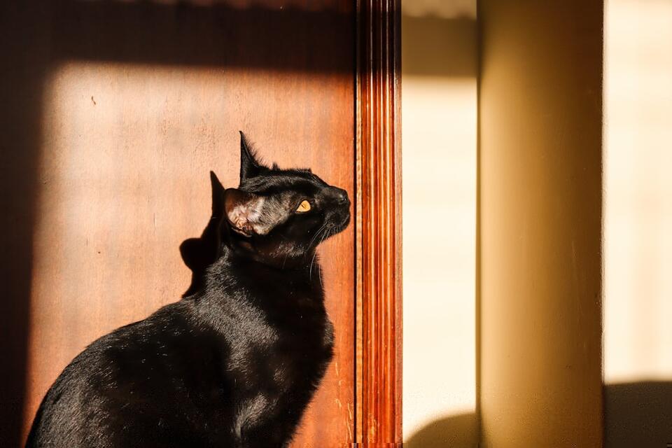 Cats That Bond Fast—Meet Your Furry Soulmate!