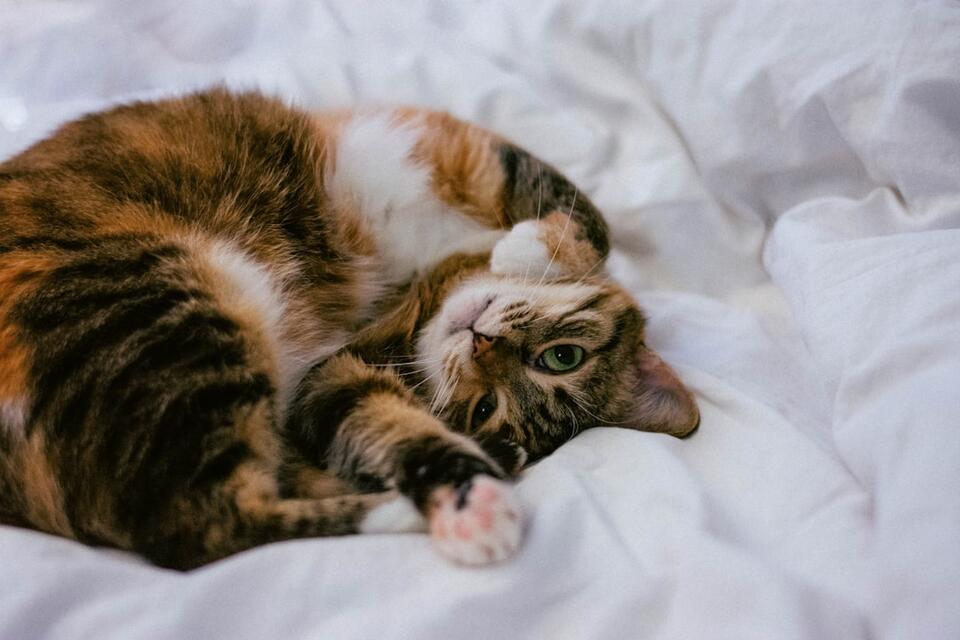 Cats That Bond Fast—Meet Your Furry Soulmate!