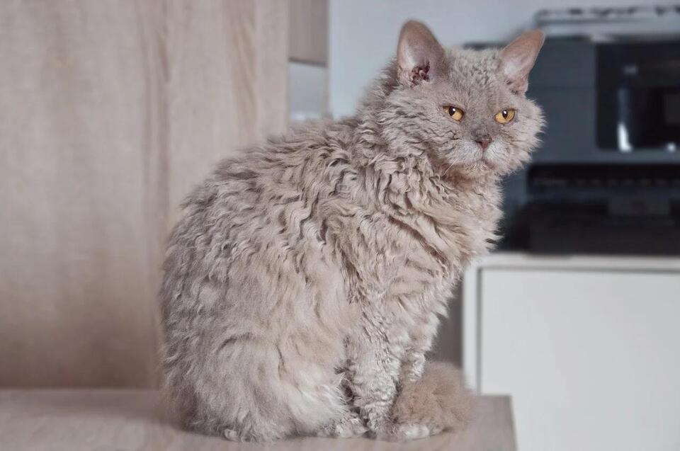 Cats That Bond Fast—Meet Your Furry Soulmate!