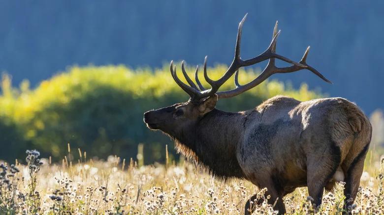Estes Park: Where elk roam and adventure calls
