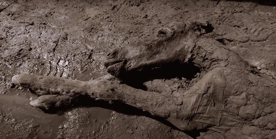 Ancient Horse Found Frozen in Time