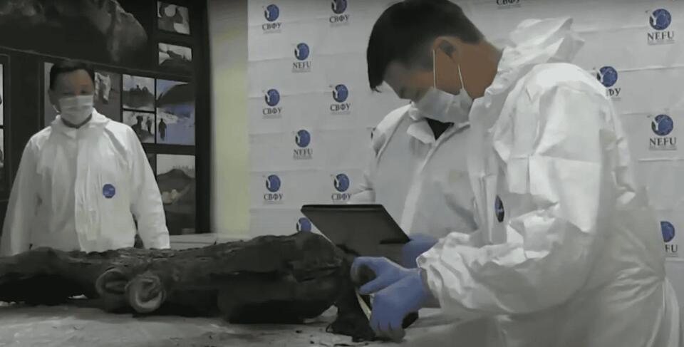 Ancient Horse Found Frozen in Time
