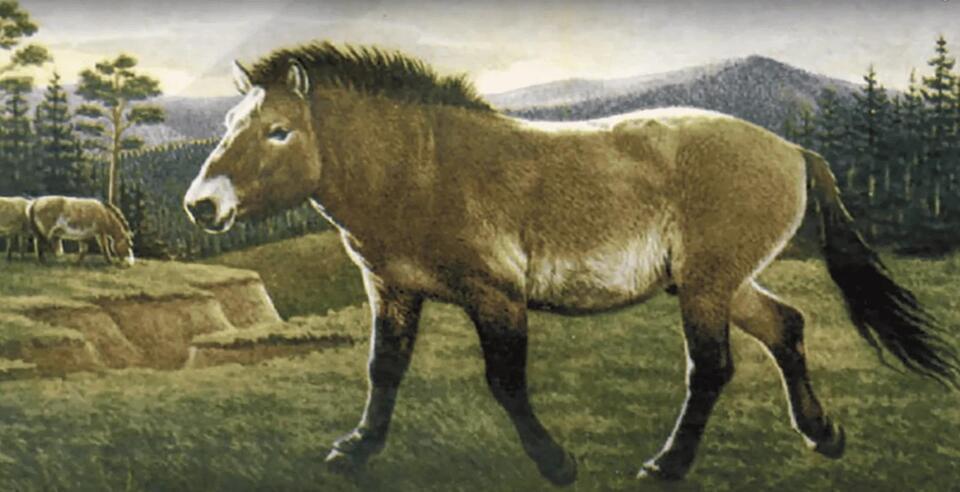 Ancient Horse Found Frozen in Time
