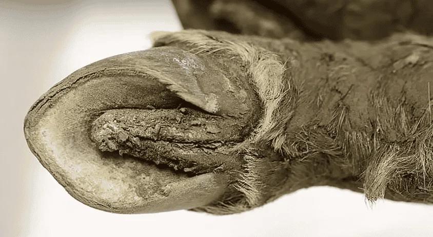 Ancient Horse Found Frozen in Time