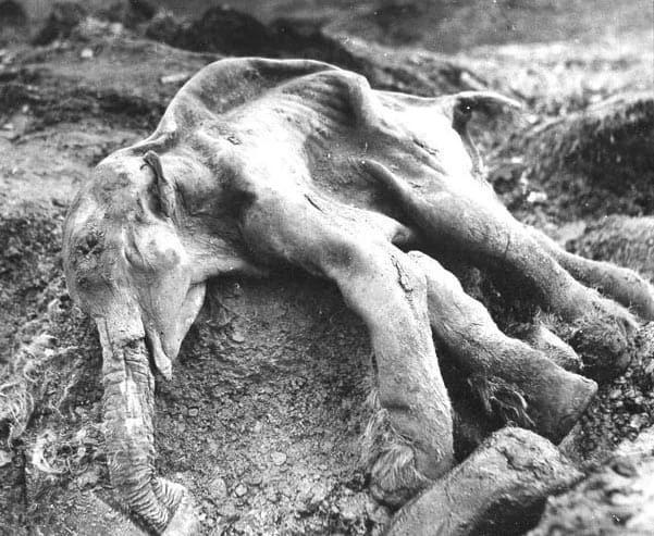 Ancient Horse Found Frozen in Time