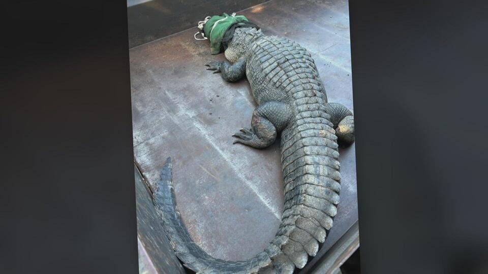 Giant gator surprise at Eagle Mountain Lake