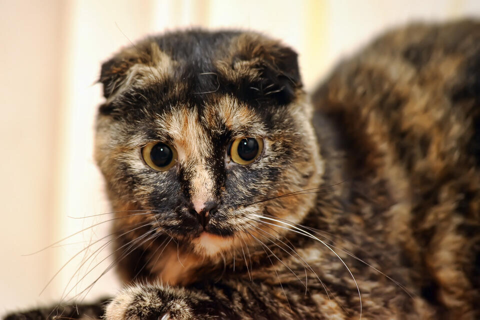 Cleo the Cat: Feline Diva Drama! 😹