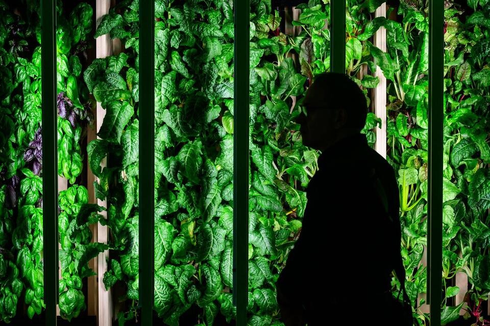 Basil: The Tiny Leaf With Major Health Power