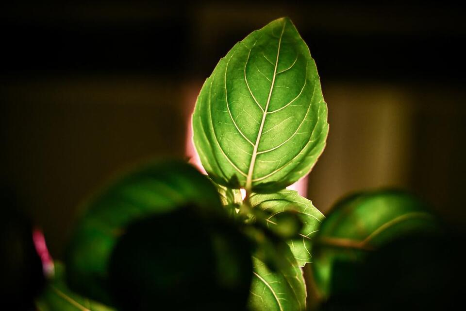 Basil: The Tiny Leaf With Major Health Power