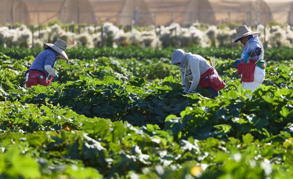 California’s farmworkers still face deadly heat