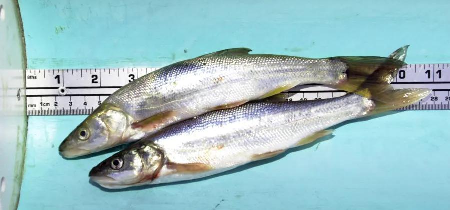 Get Paid to Catch Invasive Fish?!