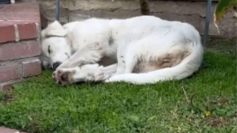Heartbreak and hope: A stray dog's journey