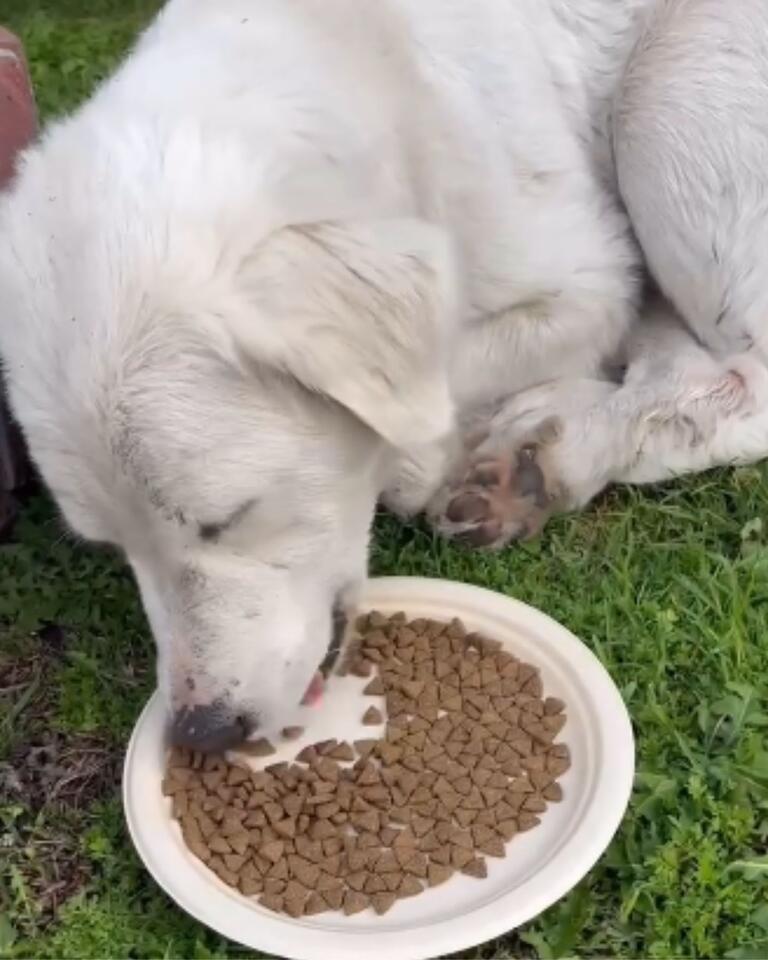 Heartbreak and hope: A stray dog's journey