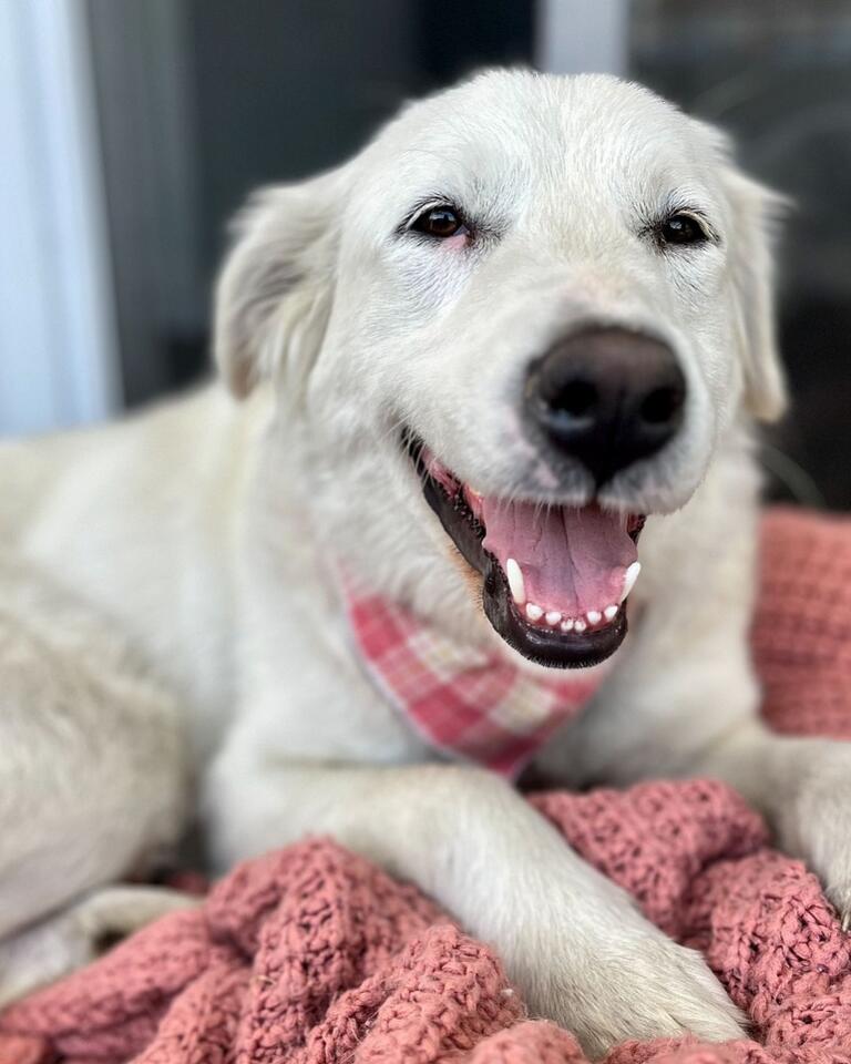 Heartbreak and hope: A stray dog's journey