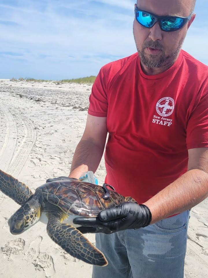 Barnegat Light’s turtle rescue comes with a twist