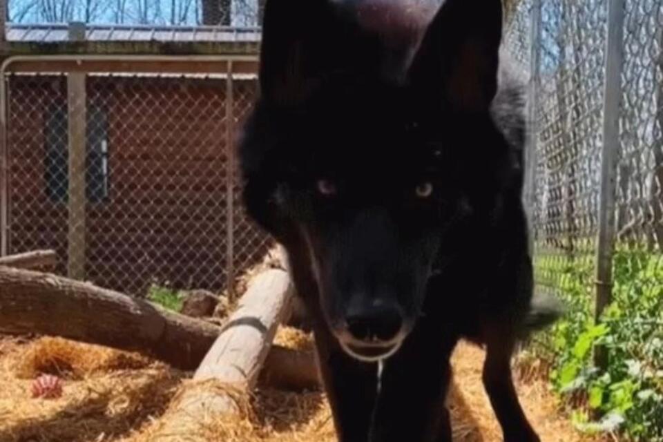 Wolf-dogs banned as pets in Michigan