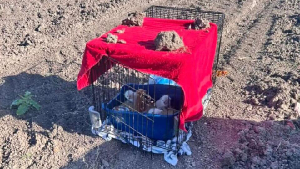 Texas sisters rescue kittens left in field
