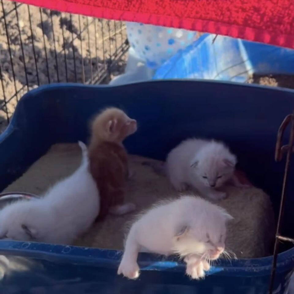 Texas sisters rescue kittens left in field
