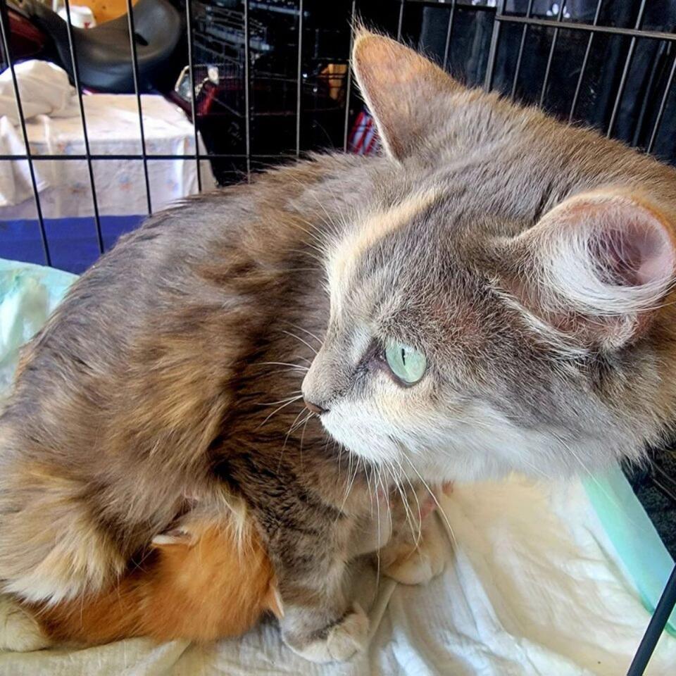 Texas sisters rescue kittens left in field