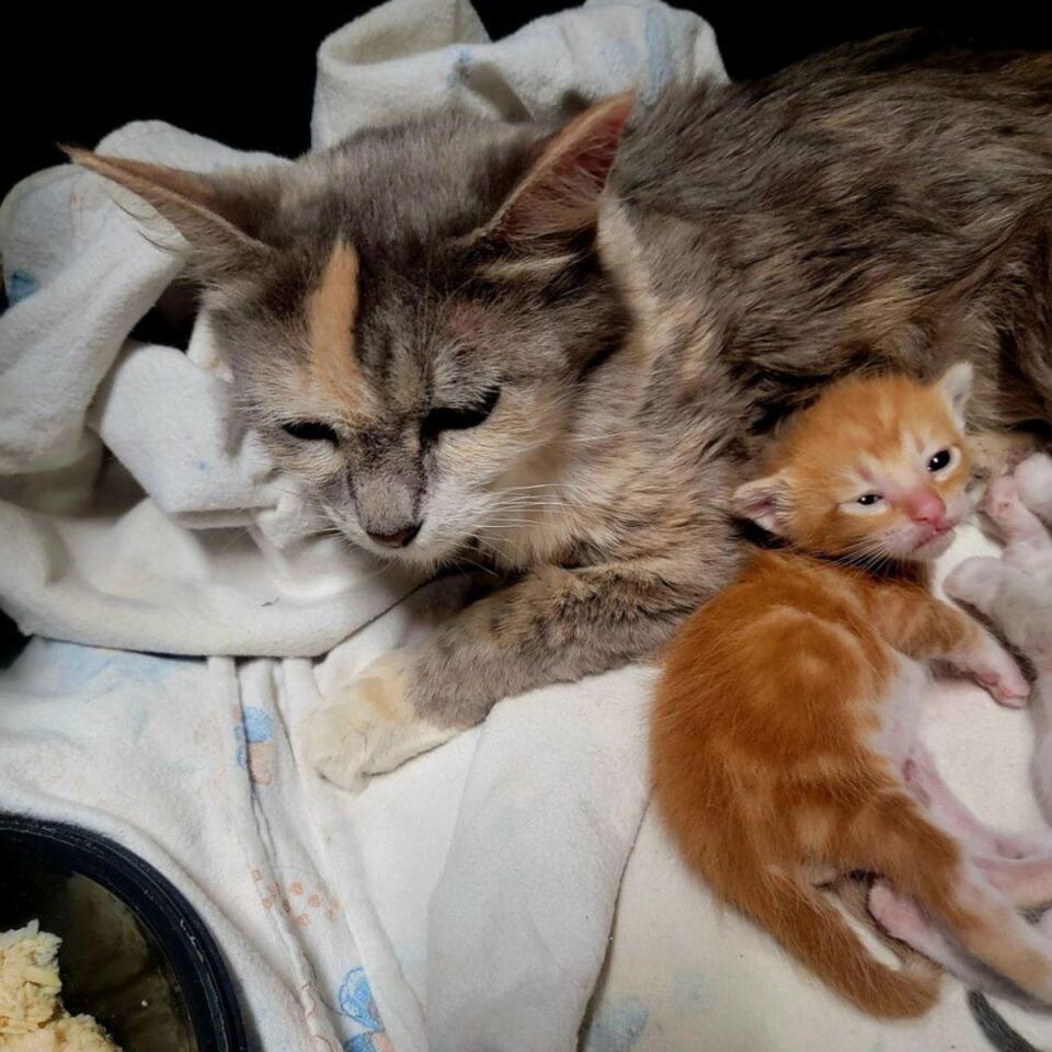 Texas sisters rescue kittens left in field