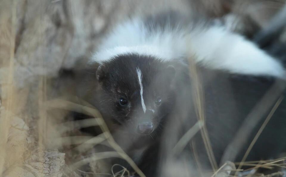 Wildlife Trapped in Our Backyards?!