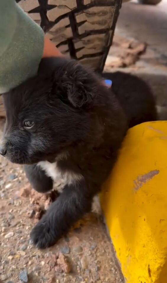 Tiny puppy’s big rescue in Arizona