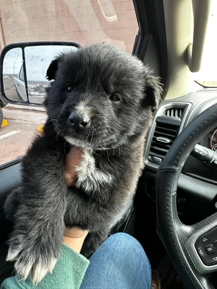 Tiny puppy’s big rescue in Arizona