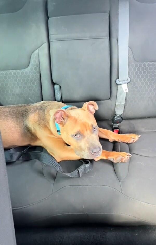 Miami pup mystery: A backyard surprise