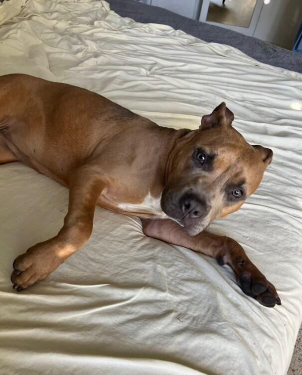 Miami pup mystery: A backyard surprise