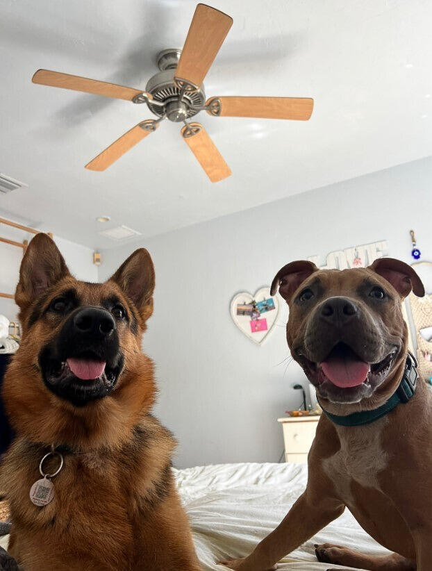 Miami pup mystery: A backyard surprise