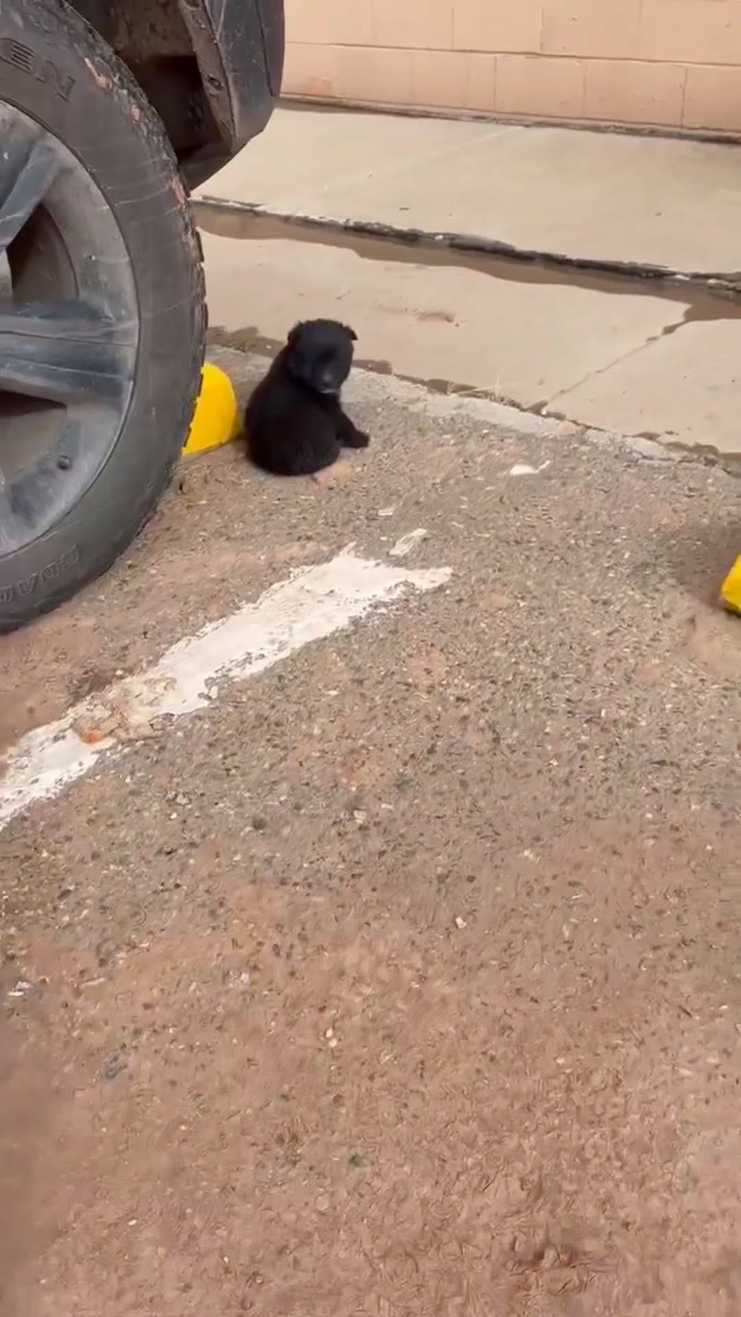 Tiny puppy’s big rescue in Arizona