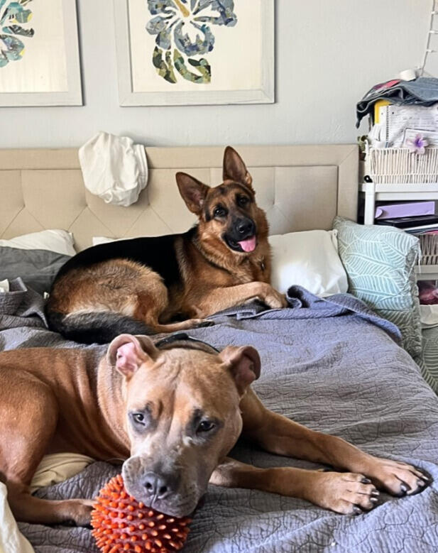 Miami pup mystery: A backyard surprise