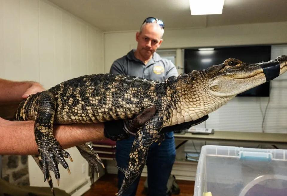Alligator surprise at Magnolia Lake!