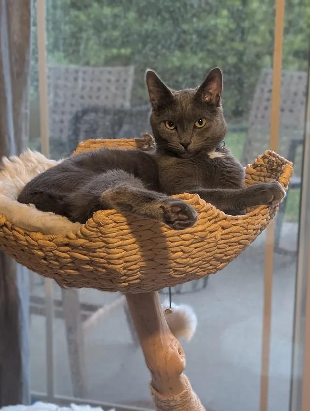 Why My Cat Ditched My Couch for This Tree