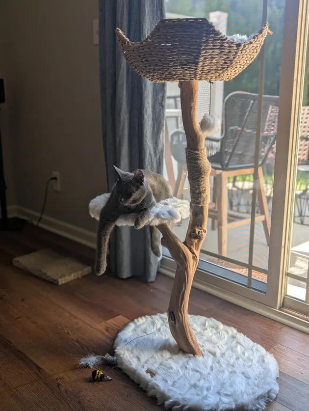 Why My Cat Ditched My Couch for This Tree
